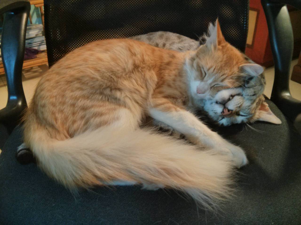 awwww-cute:  Hold on, that pillow looks suspiciously like a cat 