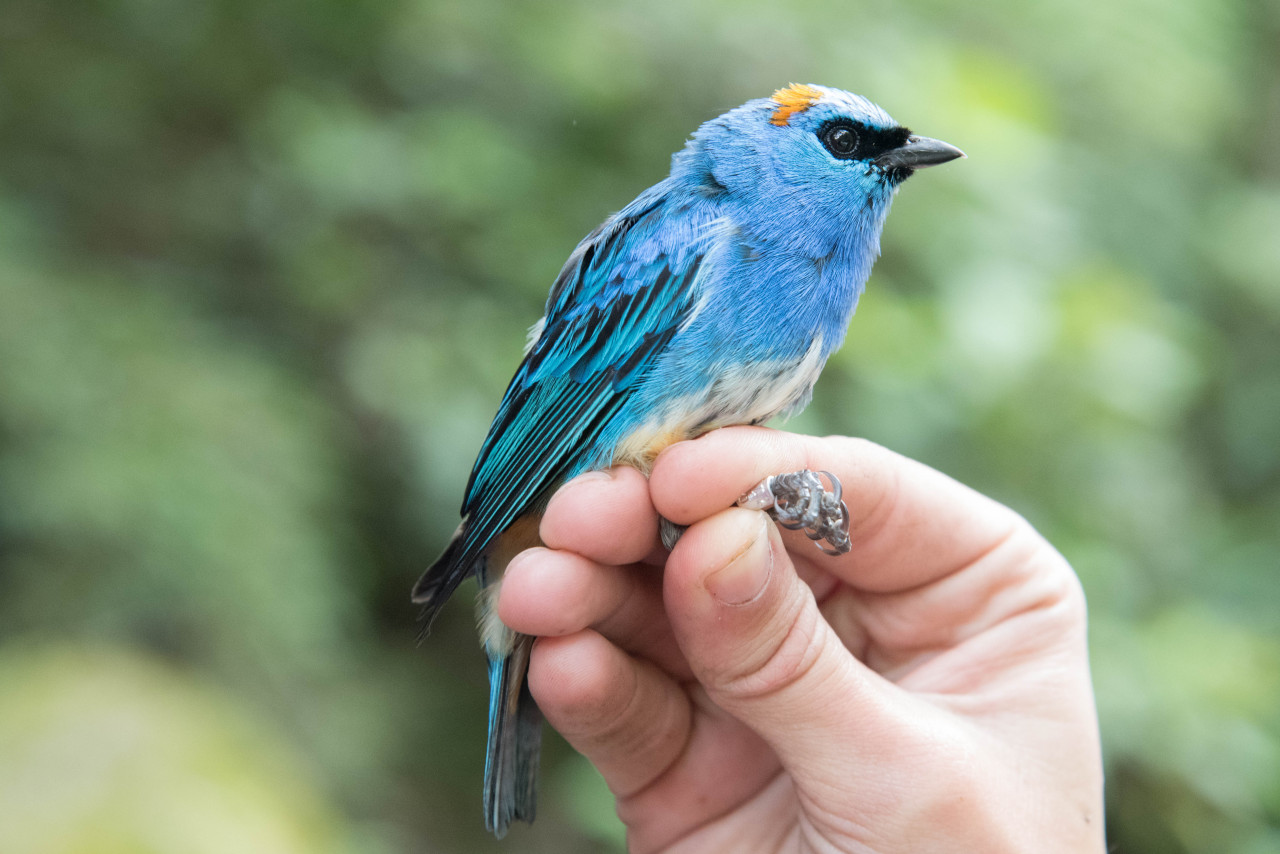 Golden-naped Tanager (Tangara ruficervix)
What a bird! This handsome tanager lives at mid-elevation all along the Andes, but populations along the mountain range vary in appearance. That small patch on the back of the head runs everywhere from red to...