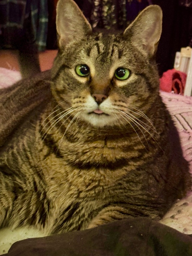 mostlycatsmostly:softdedue:baby boykiss his little head 😘scratch his soft chin