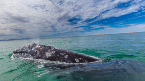 Gray Whale Above Water A gray whale surfaces above the water in the Laguna Ojo de Liebre, Baja Calif