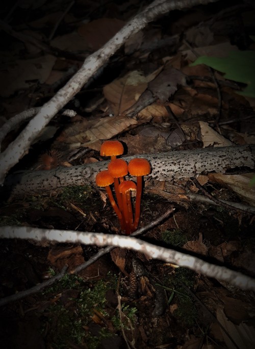 #MidnightWildMushrooms
