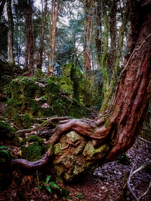 dehanginggarden:  Twisted by  Spikey-T 