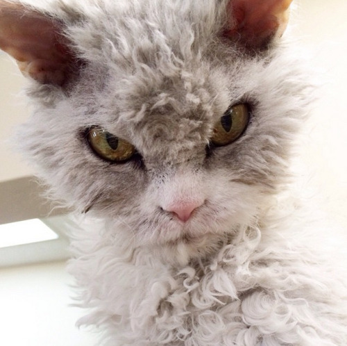 Albert aka Pompous Albert (Salt Lake City, UT, USA), Selkirk Rex. Named after Albert Einstein. Rejec