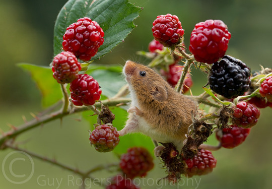  this is a harvest mouse appreciation post 