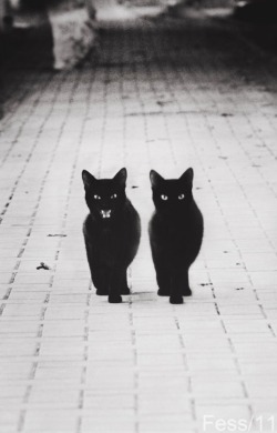 caramelledskinxx:  twin | Random Photography on We Heart It. http://weheartit.com/entry/65904372/via/Karolinagi  My cats