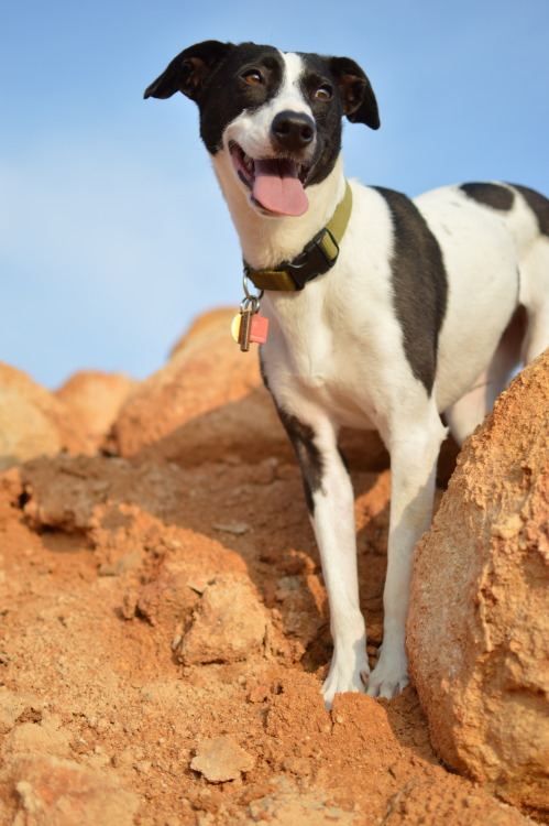 for-miles-and-miles:  There was a new hill in the construction site to explore today..
