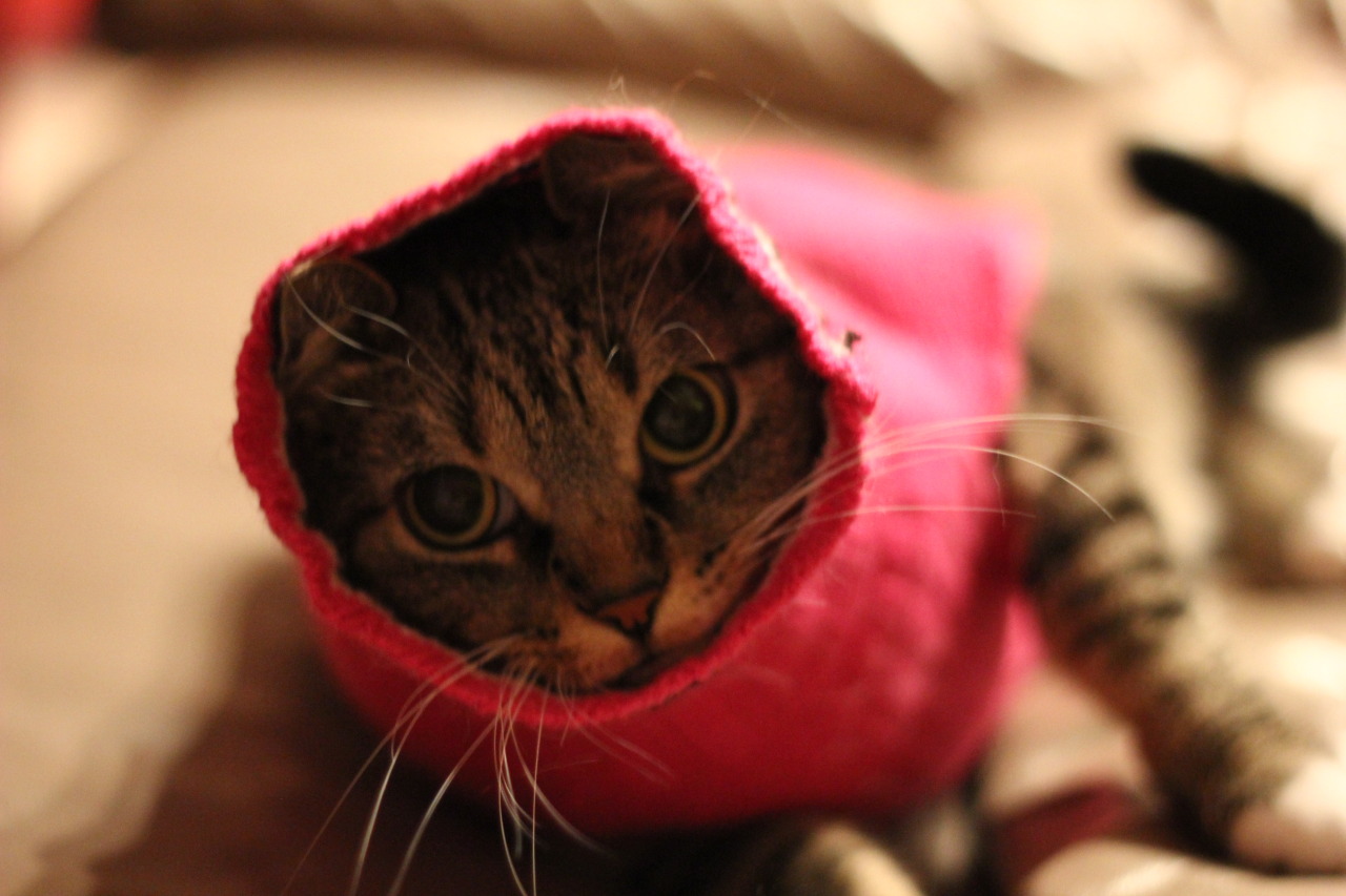 darrencrisshasruinedmylife:  i put my cat in a sweater 