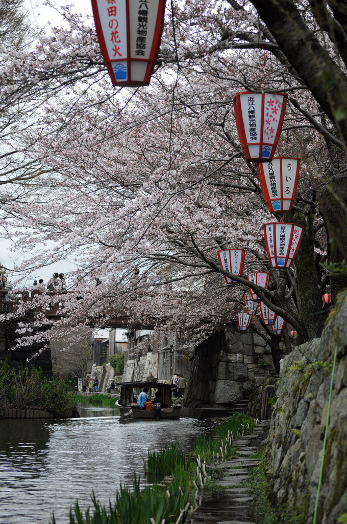 kvnai:    Cherry blossoms along Hachiman-bori in Shiga Prefecture Oumi-hachiman city,