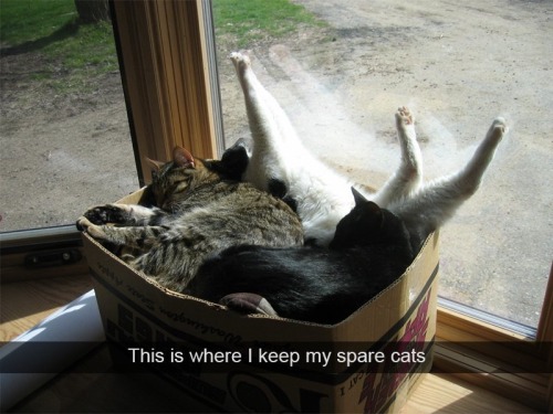 catsandkitten:This is where I keep my spare cats.