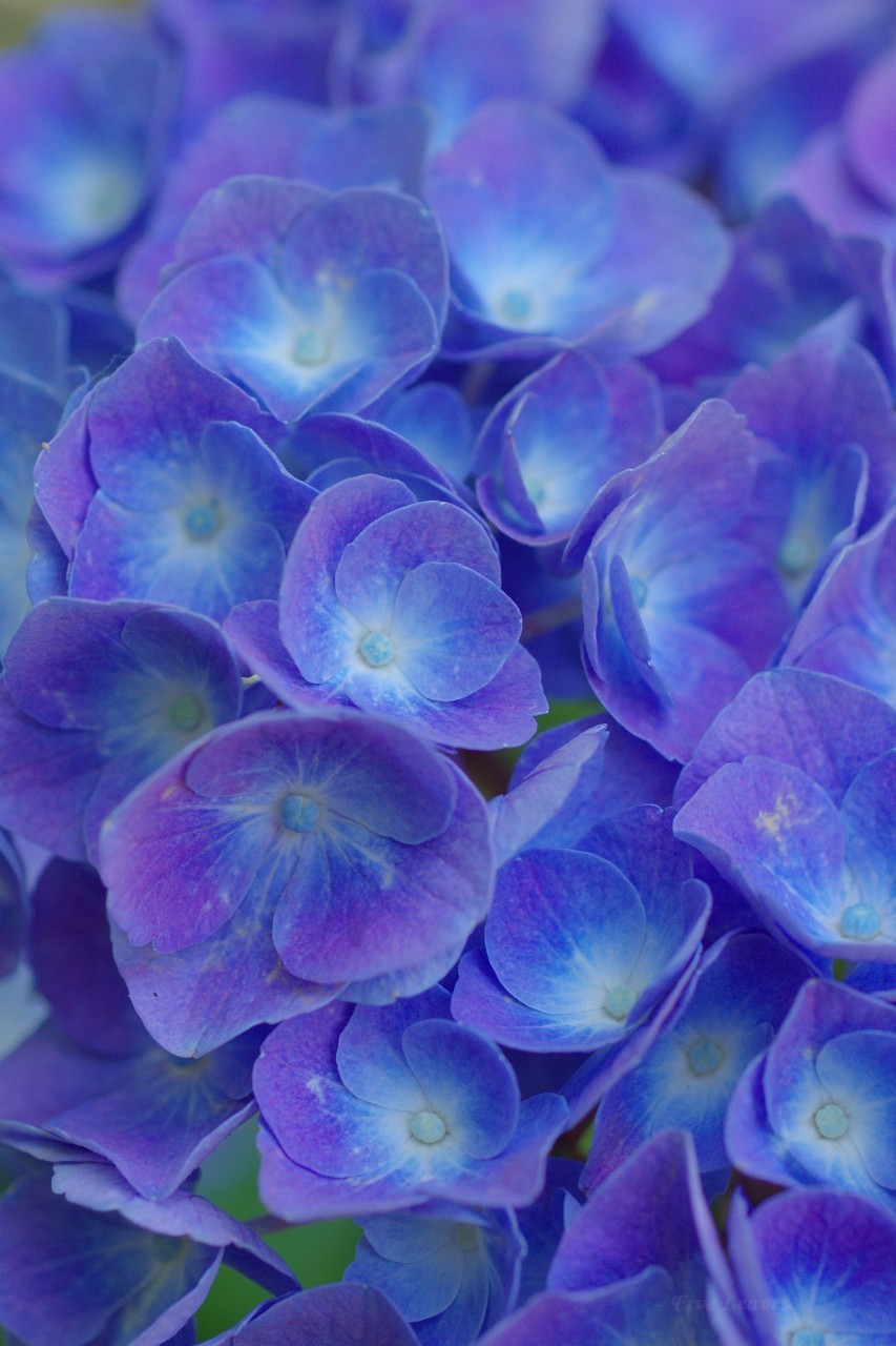 Adherents Of The Repeated Meme Uyamt 紫陽花 あじさい Hydrangea