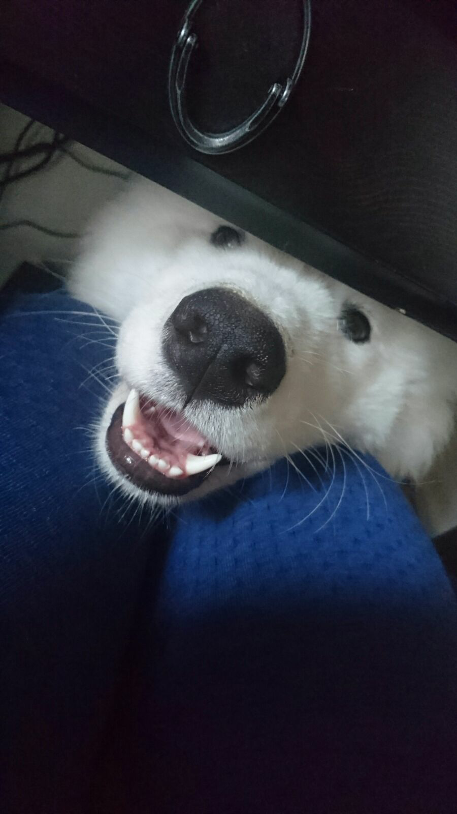 awwww-cute:  Hi! (Source: http://ift.tt/2feEfeM)