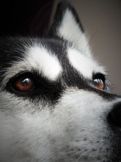siberianhuskyandco:  She thought about how