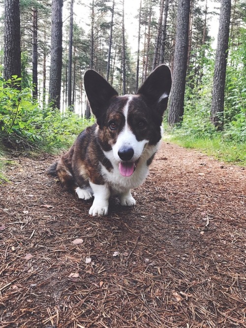 Corgis are just natures loveable little goofballs