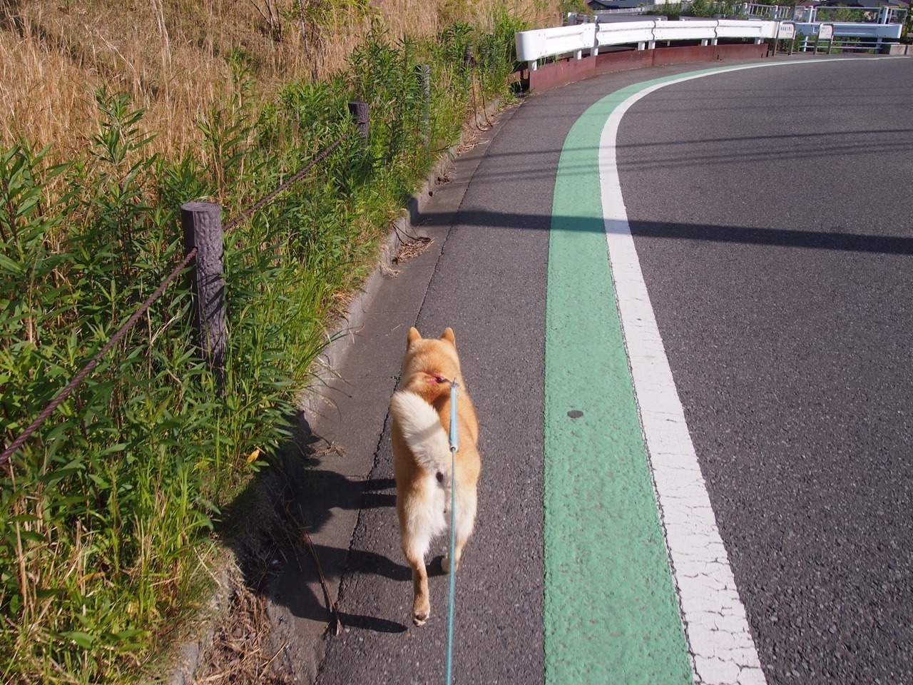 shibainu-komugi:  今日の柴犬の小麦さん #shiba #dog #komugi #柴犬