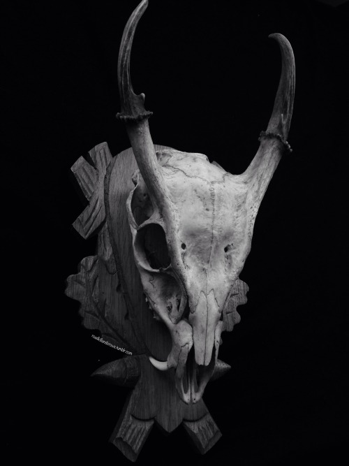 roadkillandcrows:  Muntjac, Chinese water deer and coyote skull. 