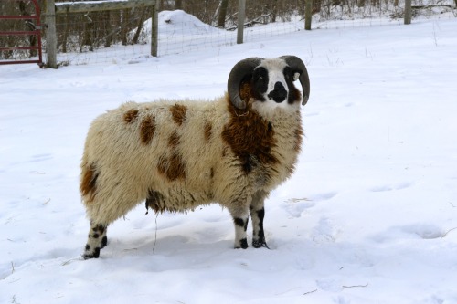 Austin, our most recent breeding ram. Beautiful blue eyed, 2-horn Jacob. 