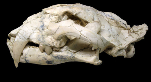 The Skull Of A Female Machairodus Aphanistus From Madrid, Spain.