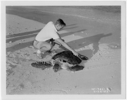 riversidearchives:  One Turtle’s Story May 23 is World Turtle Day, a day sponsored annually by the American Tortoise Rescue organization to increase knowledge of, and respect for, turtles and tortoises worldwide.  Shown here are six sequential photographs