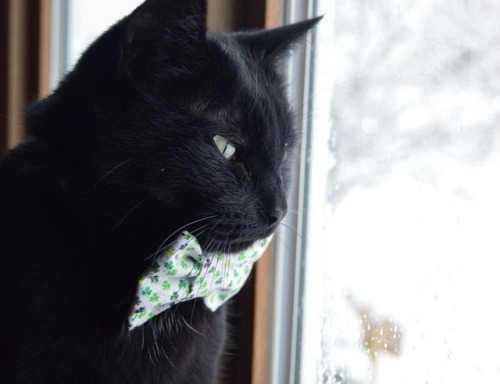 When you’ve been waiting on Spring, but instead you get snow… #raina #blackcatmafia Che