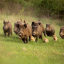 swarm-o-hogs