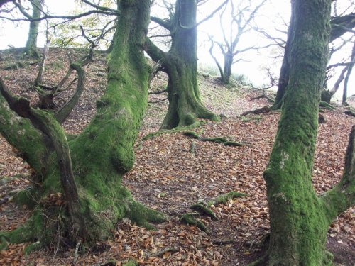 Mossy trees at Lambert’s Castle, Dorset, England.