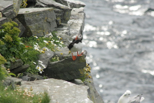 crisscrosscutout:A puffin scrutinising me, while being scrutinised by a Northern Fulmar XD