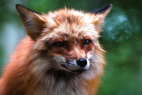 Red fox