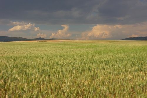 A very happy LughnasadhLammas.  May we all reap the harvest of good things in our lives.LughnasadhO 
