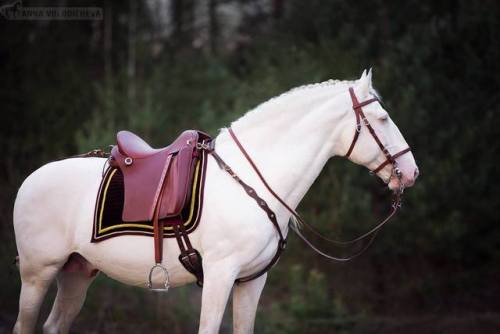 theclassicalhorse:PSL Stallion Champan “Misha” © Anna Volodicheva (x)