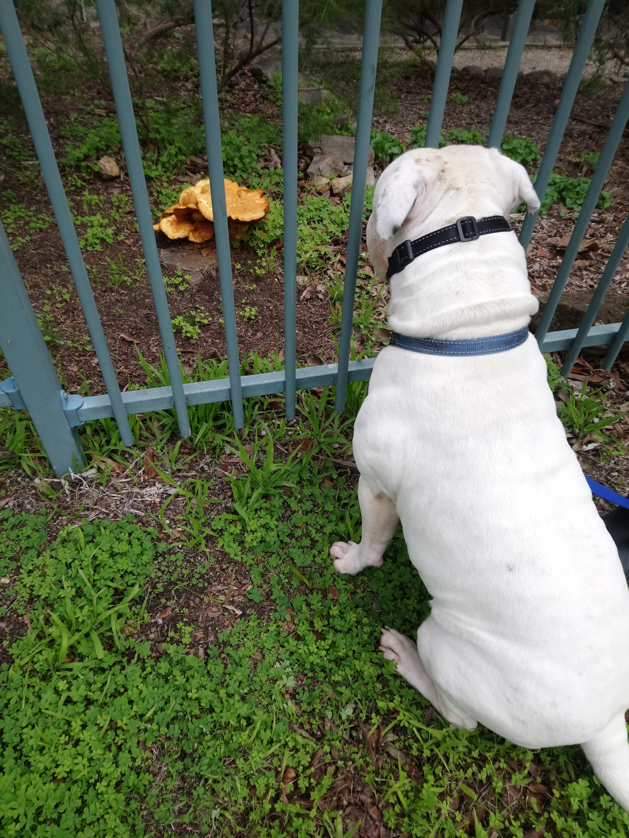 chunky mushrooms + very interested boy for scale