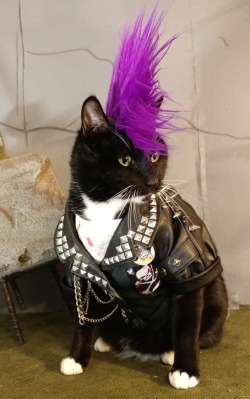 cat-cosplay:Punk Cat