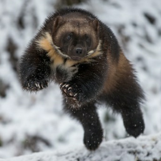 Howcanibesowet:  