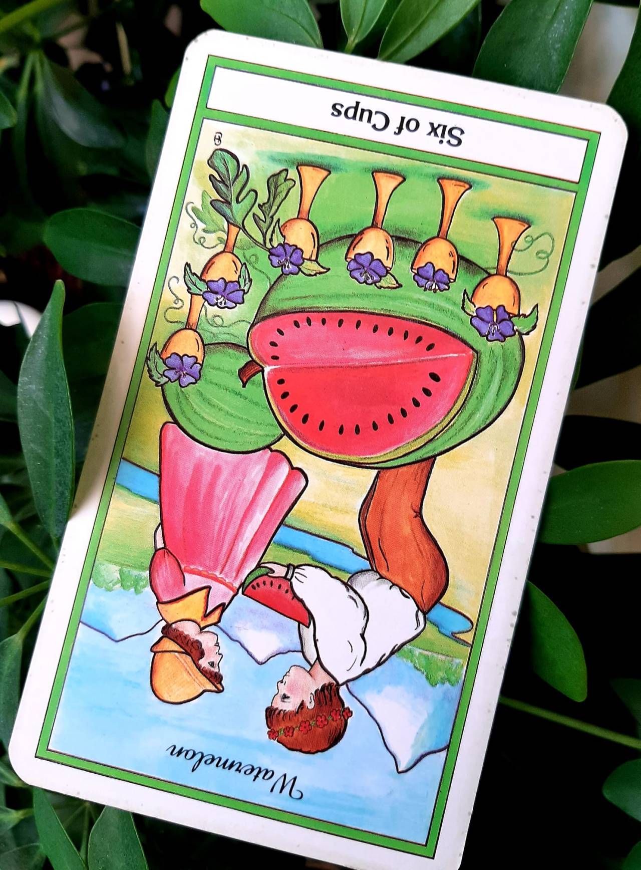 Card for Friday, January 21st, 2022Six of Cups inverted
paired with
Watermelon (Citrullus vulgaris)The suit of Cups is related to the act of feeling. Cups encourage us to explore our imaginative self, our emotional responses, reactions,  dreams, and psychic connections. Inverted, this suit invites us to review our emotions about our emotions, and our feelings about our feelings, so to speak.Numerically,  six is a number of equilibrium, and harmony. Sixes are said to energetically connect the upper to the lower, through which flows unconditional love, nurturing and healing. Sixes remind us to balance our outer aspirations with our inner desires, both the material and the spiritual.Today’s card, the Six of Cups is full of playful energy. The visual of one child offering another a slice of Watermelon on a bright, sunny day brings to mind nostalgic feelings of long ago, when life felt simpler. Gazing at this card, we can reawaken the joy filled child within. Inverted, the Six of Cups follows the theme of this new year suggesting that we build and nurture ourselves going forward.Watermelon is known primarily as a food but also has a history as a medicinal. The seeds can be crushed and made into a tea and used to support the urinary system, including inflammation of the bladder and kidney, fluid retention and edema, blood in the urine and urinary stones. As a food, Watermelon is a cooling refrigerant, useful in reversing dehydration caused by hot weather and in the presence of heat stroke. Containing Vitamins A, B6, and C, iron, potassium, lycopene, anti-oxidents, and various amino acids, Watermelon may also improve heart health, decrease inflammation and oxidative stress, and relieve muscle pain.Energetically, Watermelon can cool the excess heat of anger and aggression. Eating Watermelon reminds us of hot, lazy summer afternoons when we can take time out to savor life. We have been shown multiple cards of balance, self exploration and self care these past weeks; extensively in fact, since the Fall Equinox. It is good to remind ourselves every so often that life also contains lessons of a pleasurable nature. Today we are being called yet again to add more play to our lives, to get back in touch with our innocent side, to not take anything too seriously, to walk The Middle Way. The Six of Cups, upright or inverted, also speaks to the possibility of something from our past connecting to, or bringing us rewards in, the present or near future. Any way you choose to slice it, the Six of Cups is a card of pure sweetness and good cheer. Be open in your heart today as you lovingly give and receive the gifts the Universe has for you. It’s okay to take a day off from worry and self improvement. Make time instead to recharge your batteries with some simple pleasure that brings you joy. Refill your cup with delight in the wonder that is you. It is our greatest gift to ourselves.—————————*Information shared on herbs and their historical or traditional uses is for point-of-interest only. None of the above is meant to diagnosis, treat, or cure any health imbalances.*Tarot deck : The Herbal Tarot by Michael Tierra LaC, and Candis Cantin
Interpretation : Teri “Cricket” Heinichen Owens, RN, BSN, MS #tarot#tarotdaily#tarotdailydraw#taroteveryday#tarotoftheday#tarotoftumblr#tarotofinstagram#tarotcommunity#tarottribe#tarotscope#dailytarot#dailytarotdraw#dailytarotcard#dailytarotreading#herbalmedicine#herbaltarot#midwestherbschool