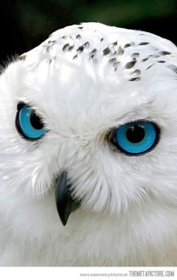 beautymothernature:  Snowy Owl has mesmer