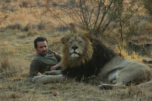 sociallyawkward-jac:  stephanyyl:  jswander:  prokopetz:  thecrazydusclopslady:  aph-haywood:  skypestripper:  weloveshortvideos:  Hello big boy!  ok but honestly? how does this lion not maul the fuck out of him.   Lions are huge kittens  He’s probably