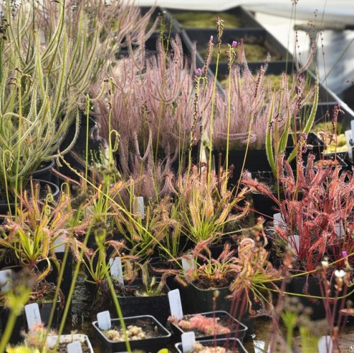 jeremiahsplants:Drosera glistening in the sun.... #drosera #capensis #binata #filiformis #tuberous #