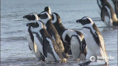 montereybayaquarium:  montereybayaquarium:   Have you ever caught yourself thinking: