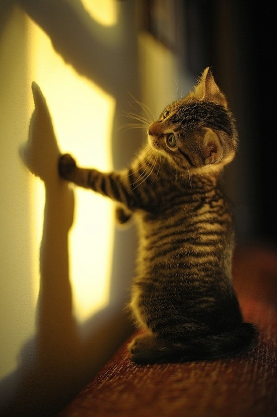 cute-overload:  My Cat shadowhttp://cute-overload.tumblr.com 
