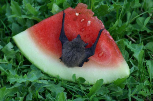 bats are the best