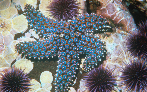 raveneuse:Giant-spined star (Pisaster giganteus), Credit: NOAA Channel Islands National Marine Sanct