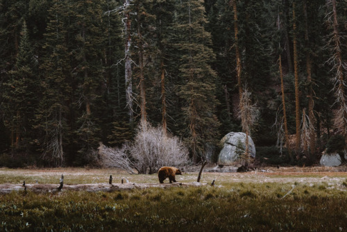 deer-and-pine:@jasonincalifornia