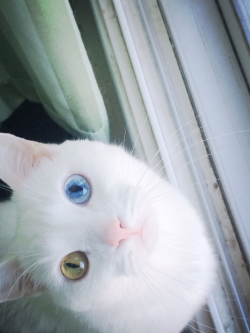 awwww-cute:  My cat has the nicest eyes (Source: http://ift.tt/1bkk4qC)
