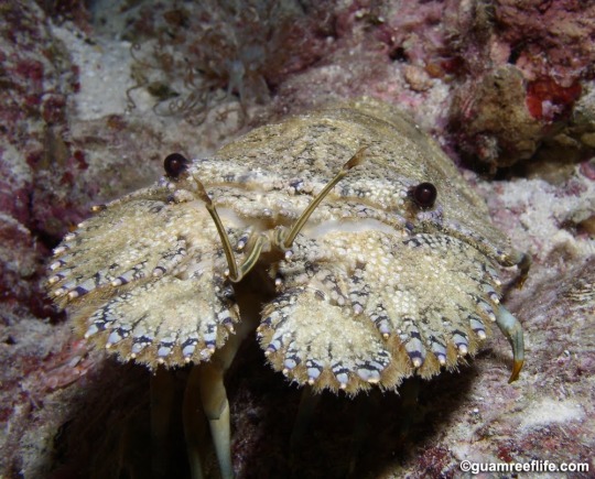 stagbeetleboy:stagbeetleboy:Slipper lobsters go seriously hard. No fr they’re so swag and full of merriment What if I was a slipper lobster and you were an isopod and we were best friends and ate a carcass 