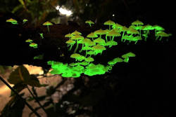 sixpenceee:  Fairy fire also called fox fire is the bioluminescence created by some species of fungi located in decaying wood. The bluish-green glow is attributed to an enzyme reaction. It is believed that the light attracts insects to spread spores,