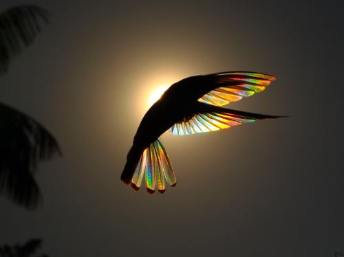 littlepawz:Natural phenomenon of diffraction of light transforms black hummingbird’s wings into tiny