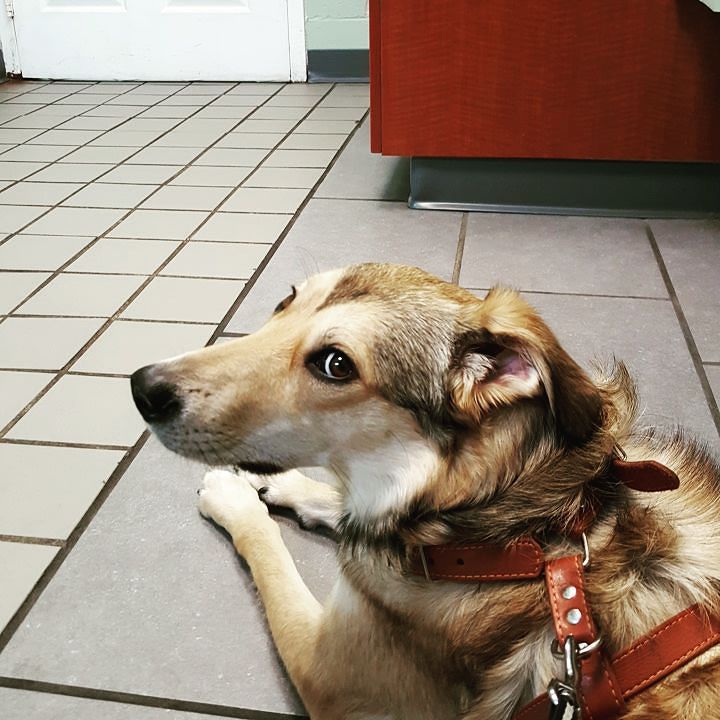 Stella-Boo&rsquo;s first American Vet visit&hellip;! She is not enjoying