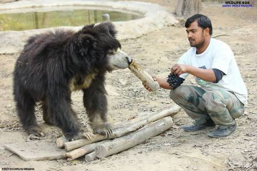 After eleven years in our care, we lost our beloved#SlothBear, Nishant and while we are deeply sadde