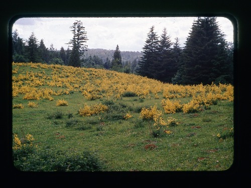 slideofthetimes:June 1969 // landscape // Pacific Northwest