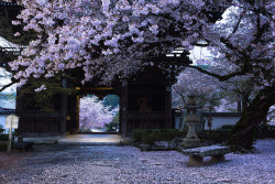 fuckyeahjapanandkorea:  Rain in April by