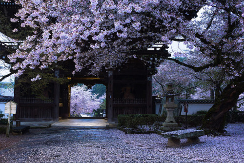 Porn fuckyeahjapanandkorea:  Rain in April by photos